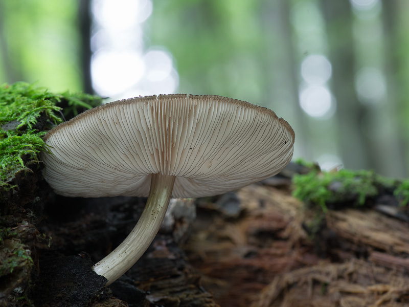 Pluteus atromarginatus